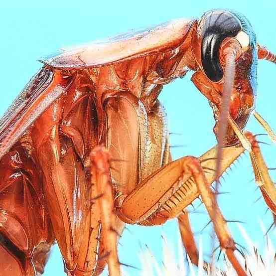 Facts: Headless cockroaches are capable of living for weeks. | MirrorLog